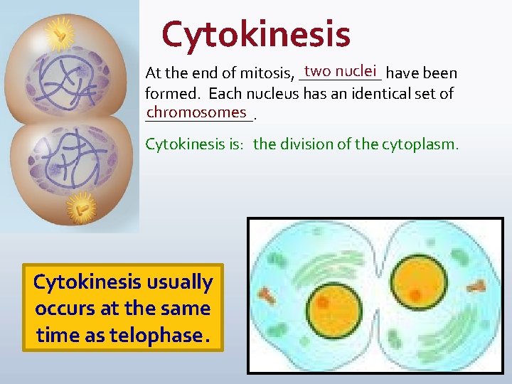 Cytokinesis two nuclei have been At the end of mitosis, _____ formed. Each nucleus