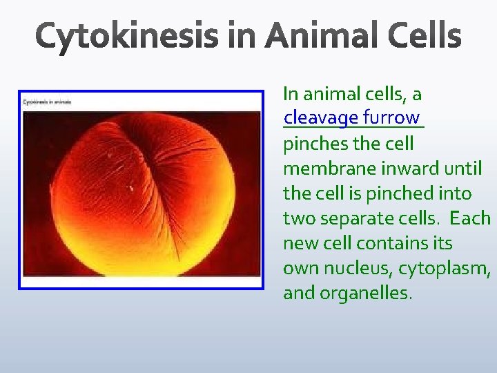 In animal cells, a cleavage furrow _______ pinches the cell membrane inward until the