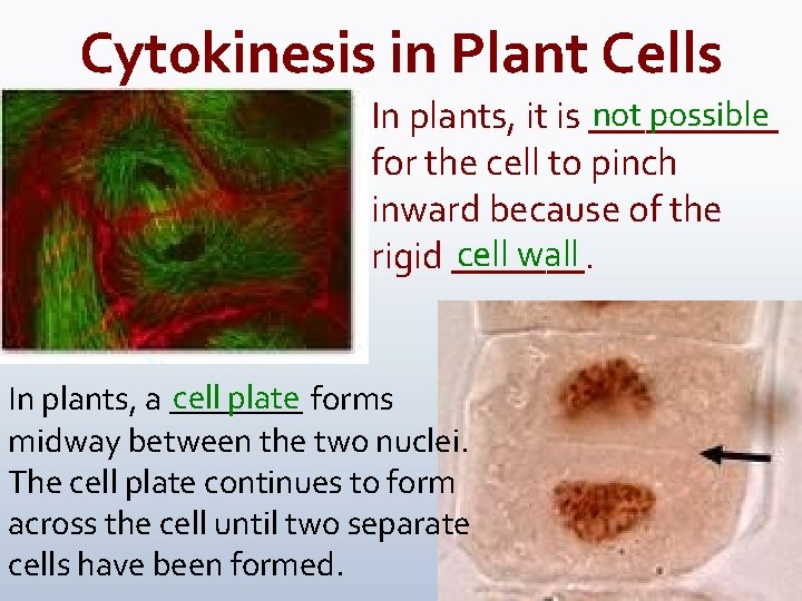 Cytokinesis in Plant Cells not possible In plants, it is _____ for the cell