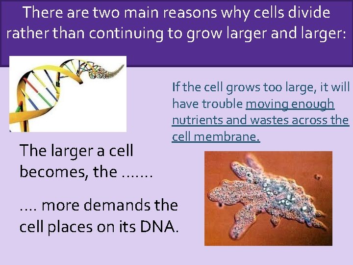 There are two main reasons why cells divide rather than continuing to grow larger