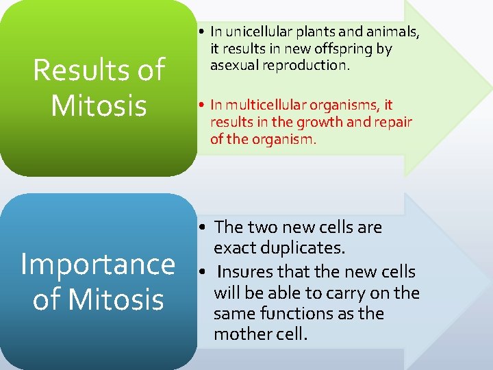 Results of Mitosis Importance of Mitosis • In unicellular plants and animals, it results