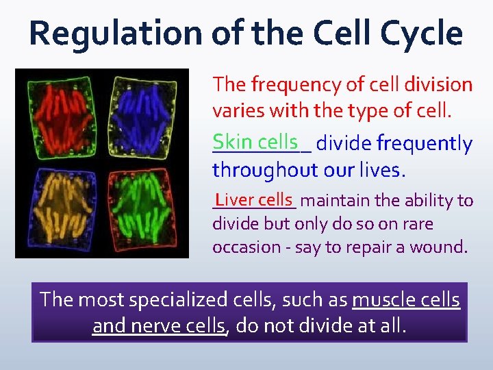 Regulation of the Cell Cycle The frequency of cell division varies with the type