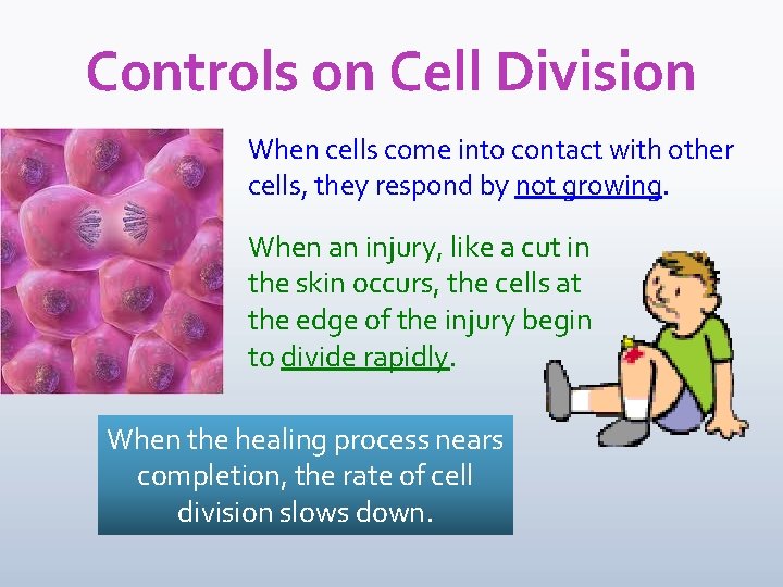 Controls on Cell Division When cells come into contact with other cells, they respond