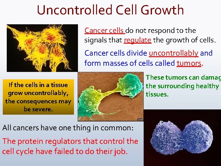 Uncontrolled Cell Growth Cancer cells do not respond to the signals that regulate the