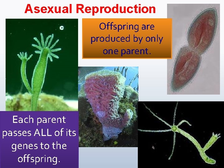 Asexual Reproduction Offspring are produced by only one parent. Each parent passes ALL of