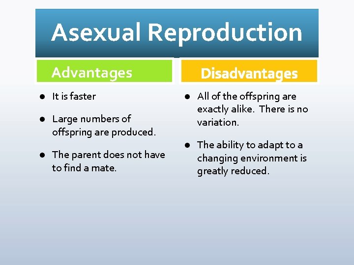 Asexual Reproduction Advantages l It is faster l Large numbers of offspring are produced.