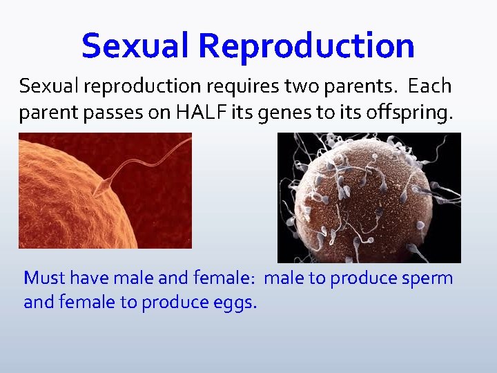 Sexual Reproduction Sexual reproduction requires two parents. Each parent passes on HALF its genes