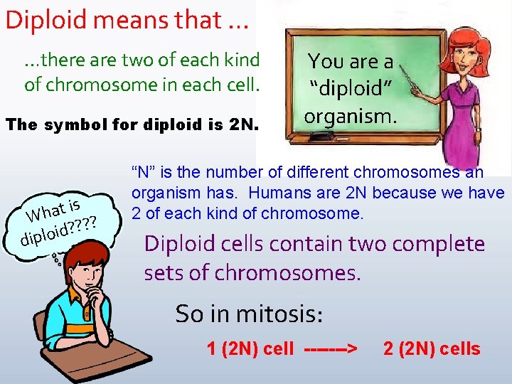 Diploid means that … …there are two of each kind of chromosome in each