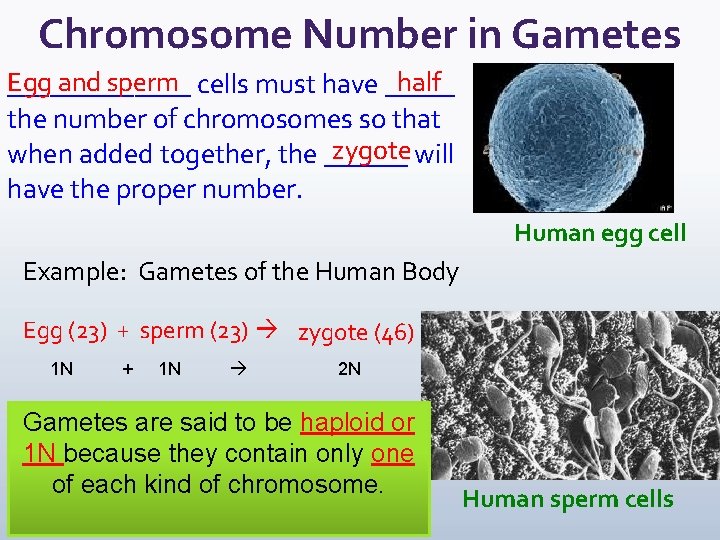 Chromosome Number in Gametes Egg and sperm cells must have _____ half _______ the