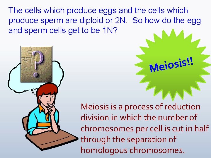 The cells which produce eggs and the cells which produce sperm are diploid or