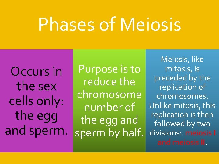 Phases of Meiosis Occurs in the sex cells only: the egg and sperm. Purpose