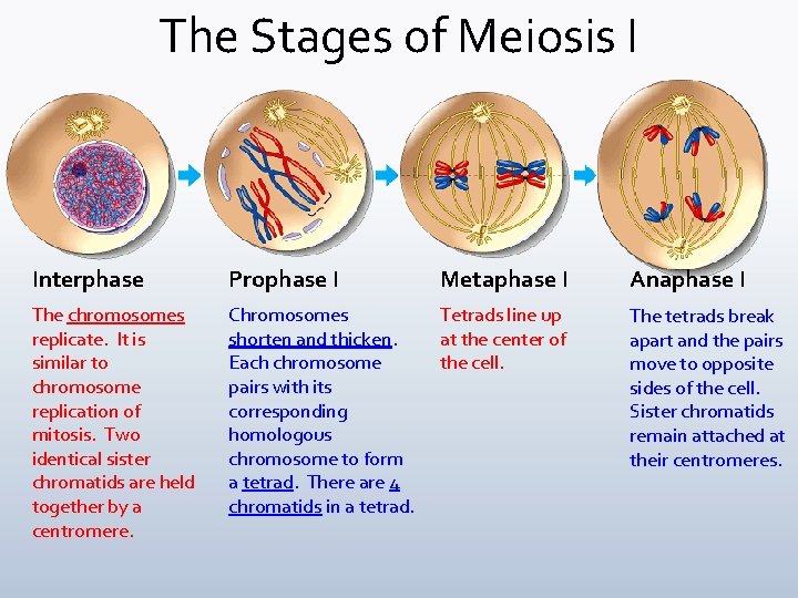 The Stages of Meiosis I Interphase Prophase I Metaphase I Anaphase I The chromosomes