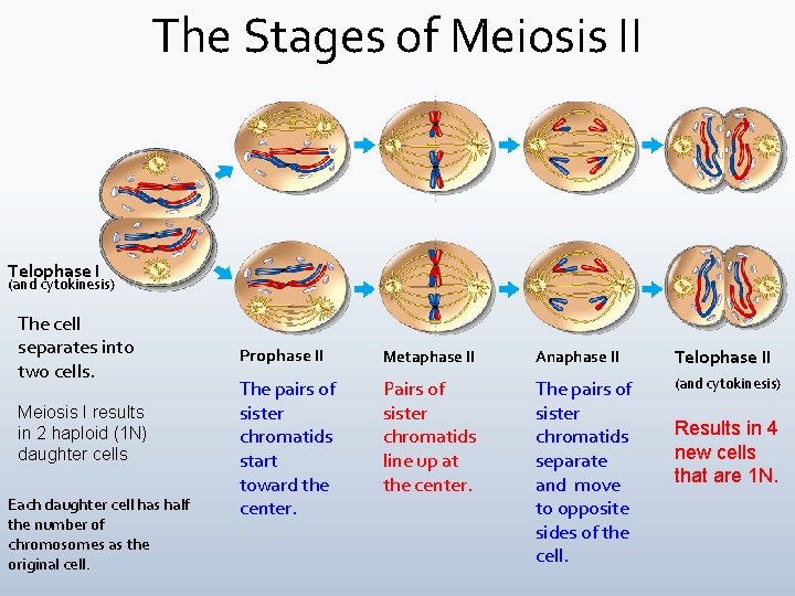 The Stages of Meiosis II Telophase I (and cytokinesis) The cell separates into two