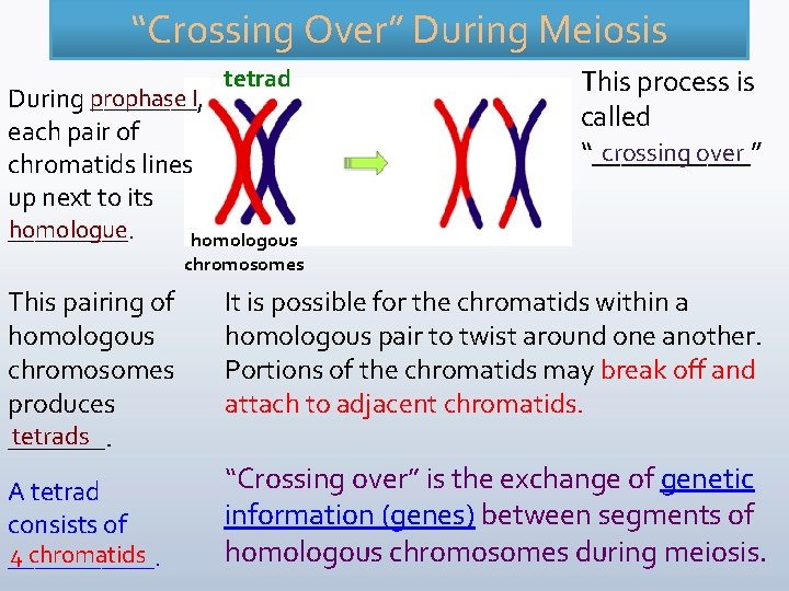 “Crossing Over” During Meiosis tetrad During prophase ____, I each pair of chromatids lines