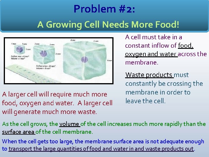 Problem #2: A Growing Cell Needs More Food! A cell must take in a