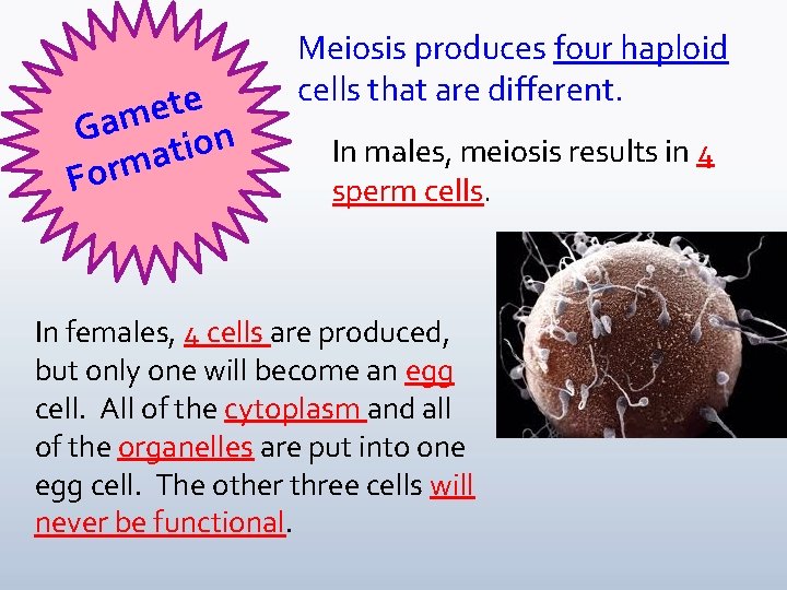 e t e Gam ion t a m For Meiosis produces four haploid cells