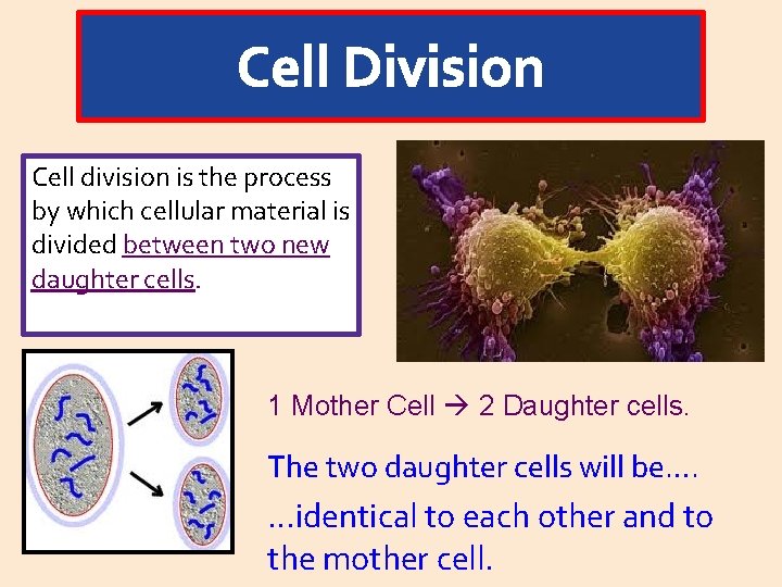 Cell division is the process by which cellular material is divided between two new