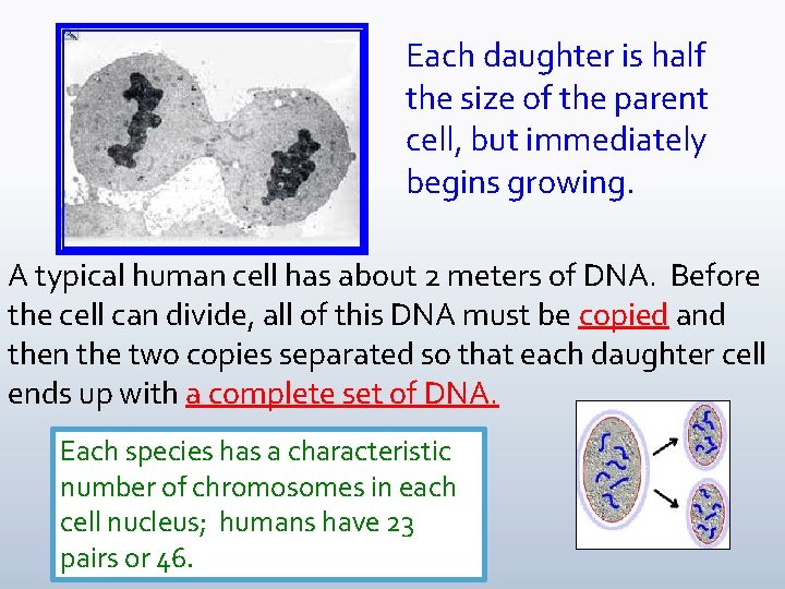 Each daughter is half the size of the parent cell, but immediately begins growing.