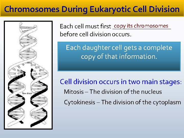 Chromosomes During Eukaryotic Cell Division copy its chromosomes Each cell must first _________ before