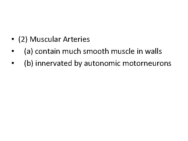  • (2) Muscular Arteries • (a) contain much smooth muscle in walls •