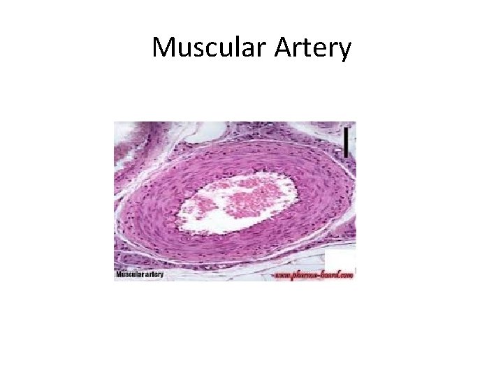 Muscular Artery 