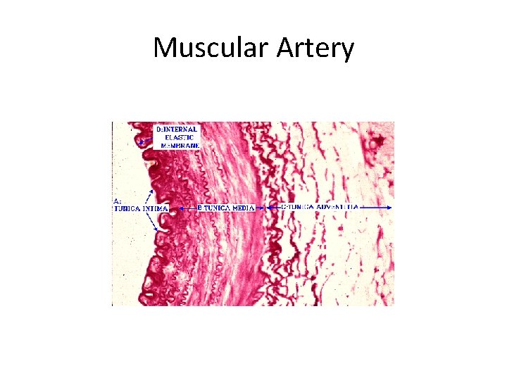 Muscular Artery 