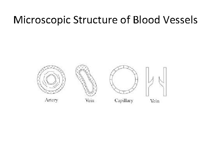 Microscopic Structure of Blood Vessels 