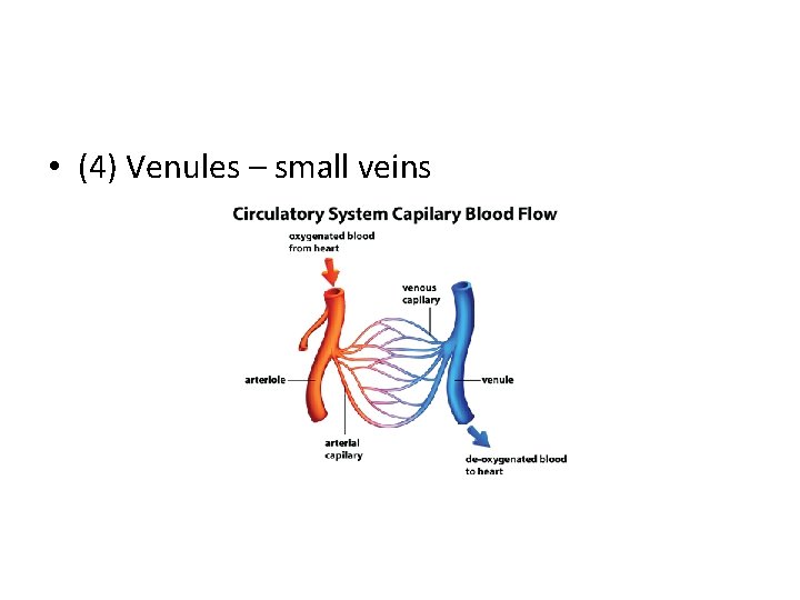  • (4) Venules – small veins 