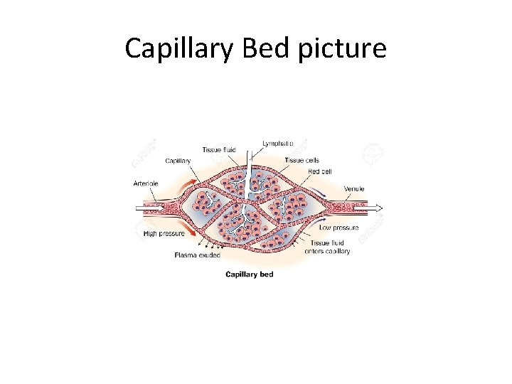 Capillary Bed picture 