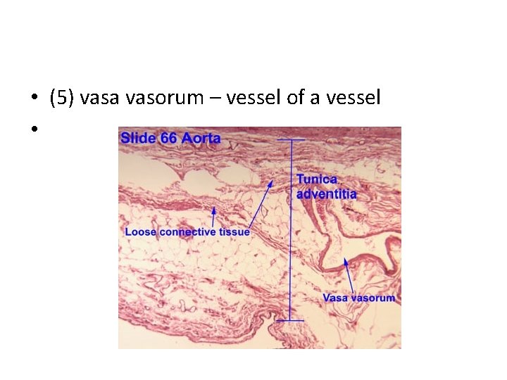  • (5) vasa vasorum – vessel of a vessel • 