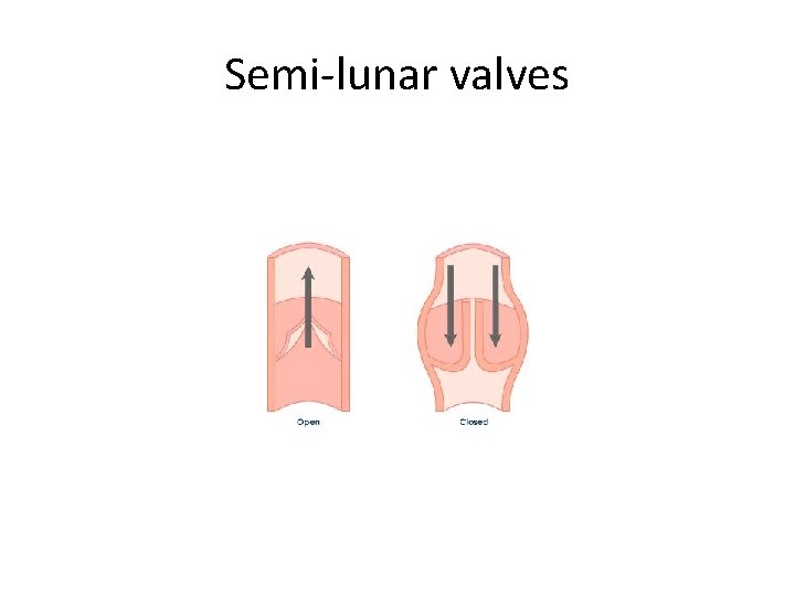 Semi-lunar valves 