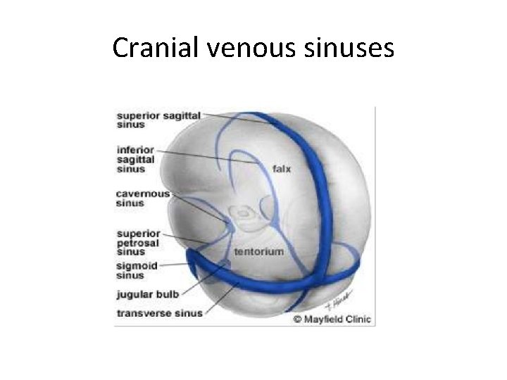 Cranial venous sinuses 