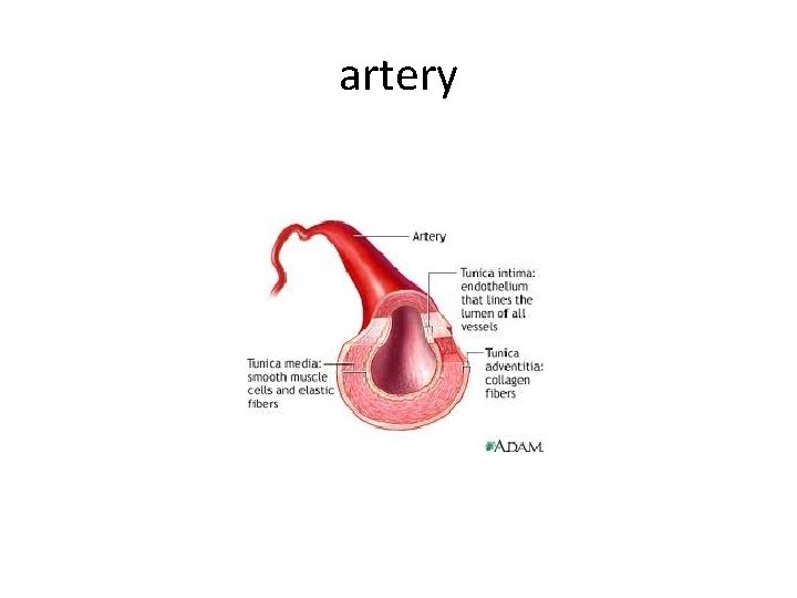 artery 