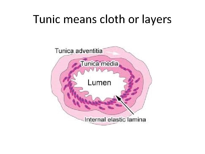 Tunic means cloth or layers 