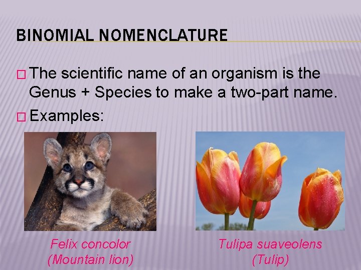 BINOMIAL NOMENCLATURE � The scientific name of an organism is the Genus + Species