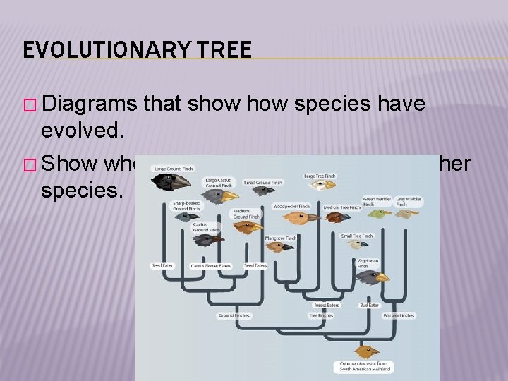 EVOLUTIONARY TREE � Diagrams that show species have evolved. � Show when species “branch