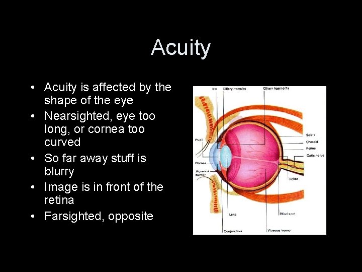 Acuity • Acuity is affected by the shape of the eye • Nearsighted, eye