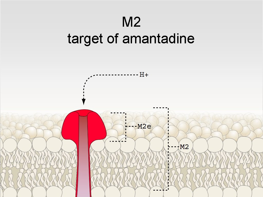 M 2 target of amantadine 