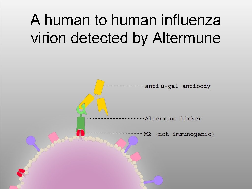 A human to human influenza virion detected by Altermune 