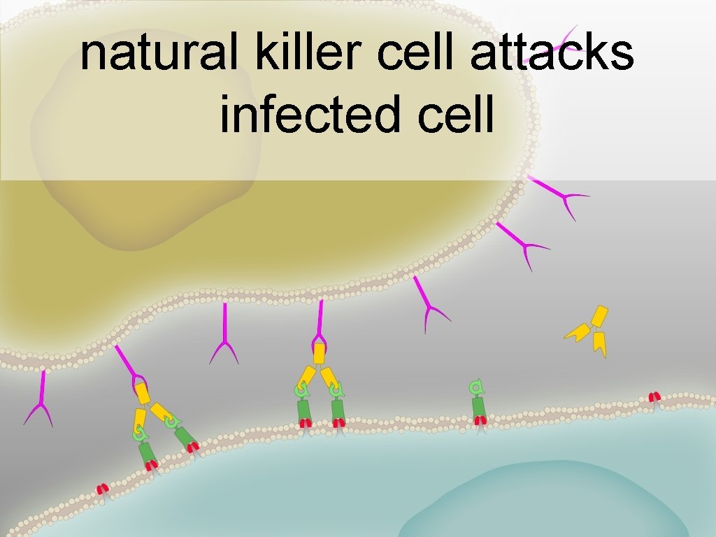 natural killer cell attacks infected cell 