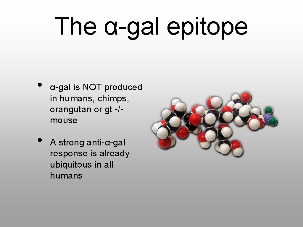 The α-gal epitope • • α-gal is NOT produced in humans, chimps, orangutan or