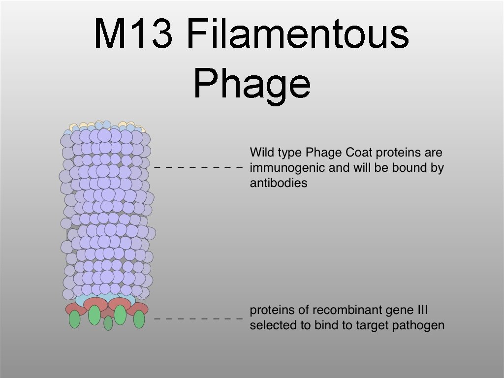 M 13 Filamentous Phage 