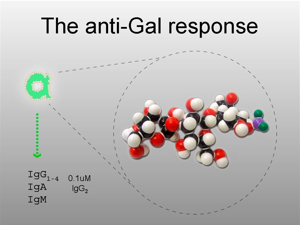 The anti-Gal response 0. 1 u. M Ig. G 2 