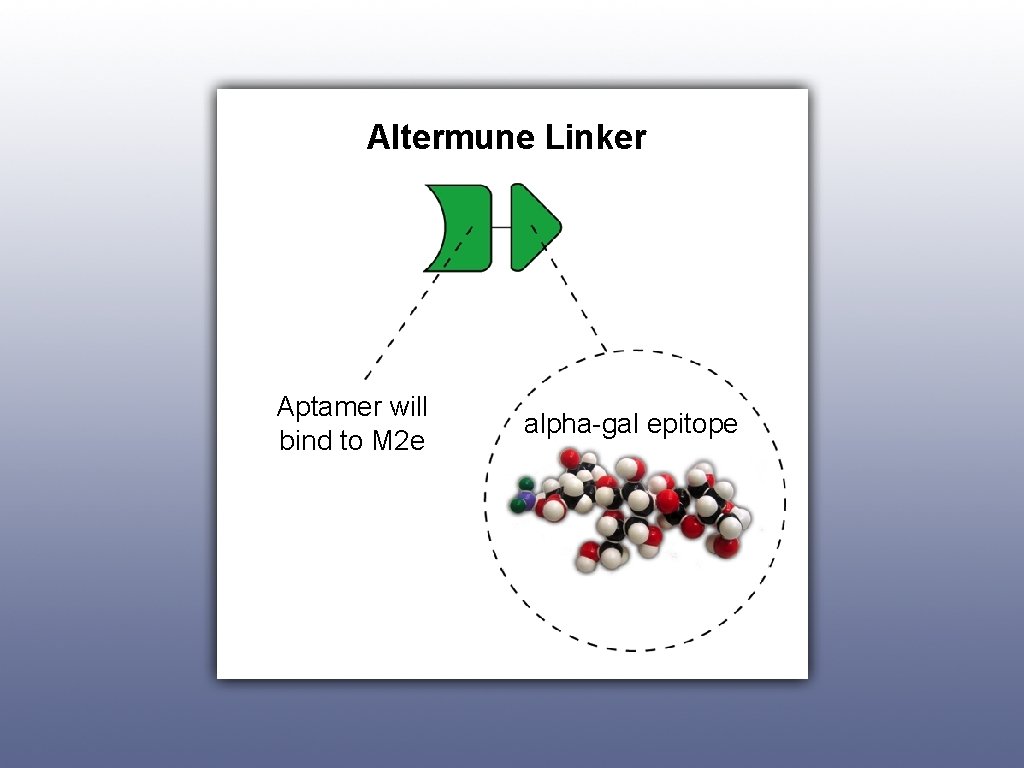 Altermune Linker Aptamer will bind to M 2 e alpha-gal epitope 