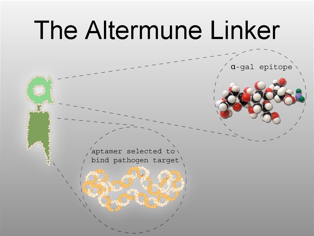 The Altermune Linker 