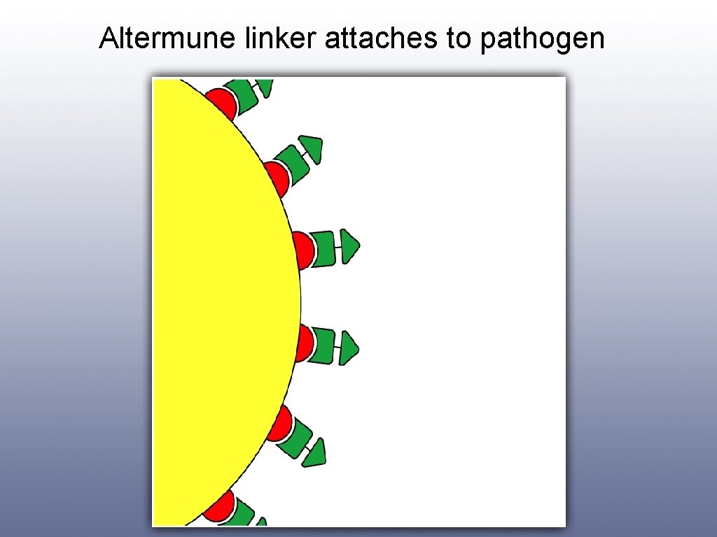 Altermune linker attaches to pathogen 