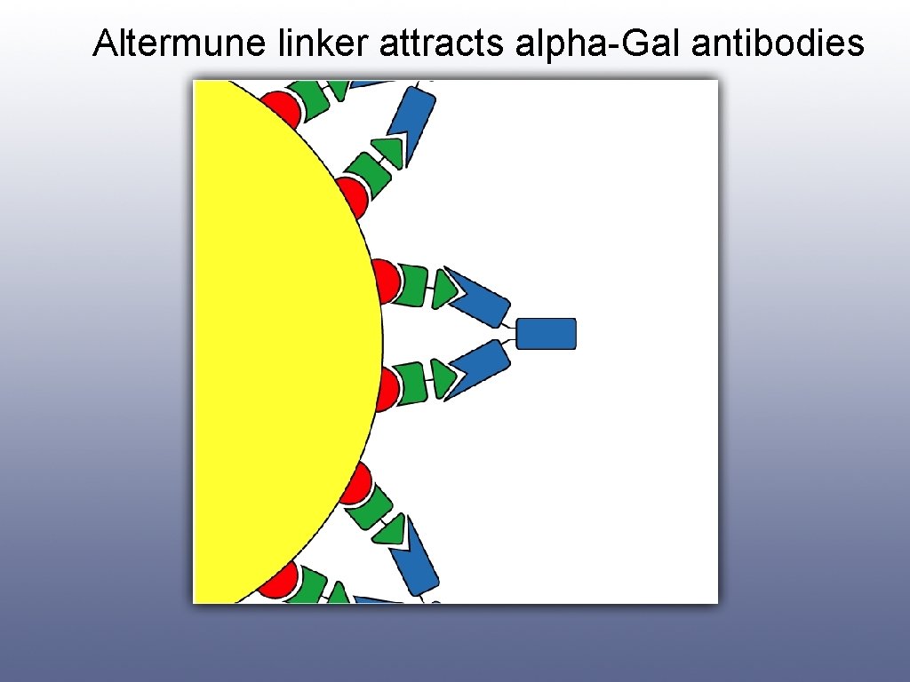 Altermune linker attracts alpha-Gal antibodies 