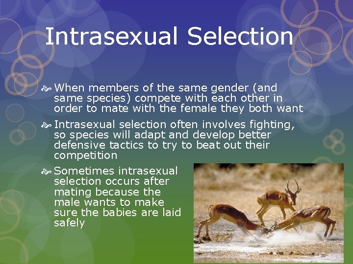Intrasexual Selection When members of the same gender (and same species) compete with each
