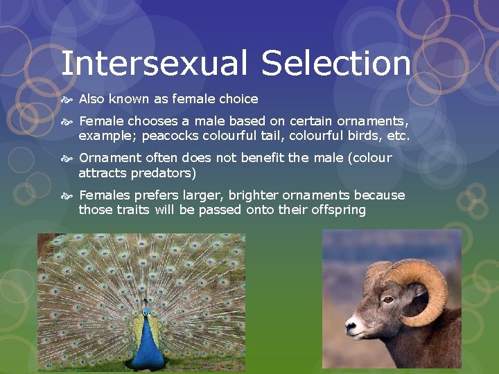 Intersexual Selection Also known as female choice Female chooses a male based on certain