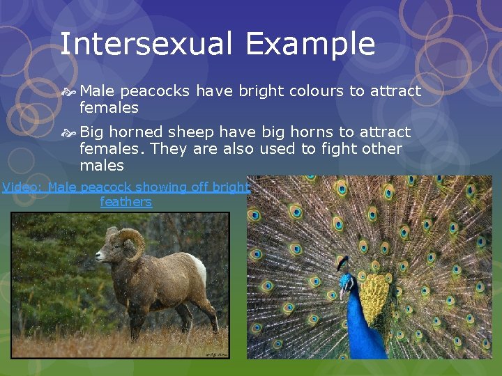 Intersexual Example Male peacocks have bright colours to attract females Big horned sheep have